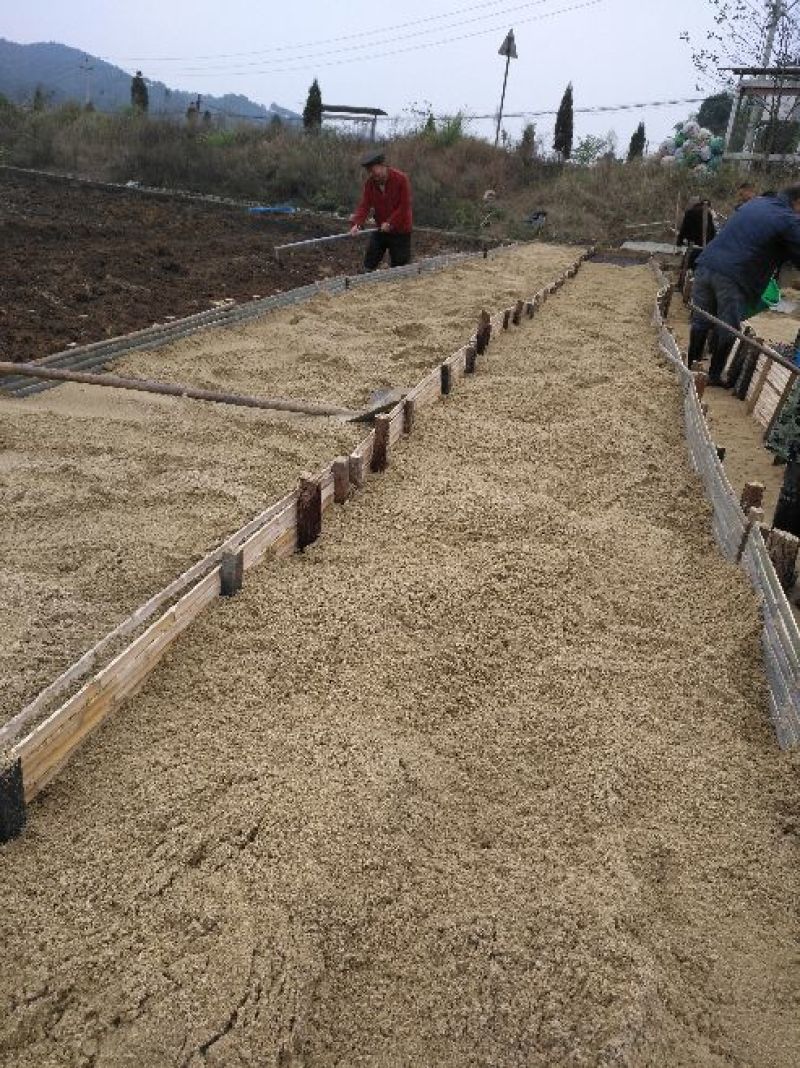 油茶苗良种嫁接油茶苗专用种