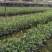 油茶苗良种嫁接油茶苗专用种