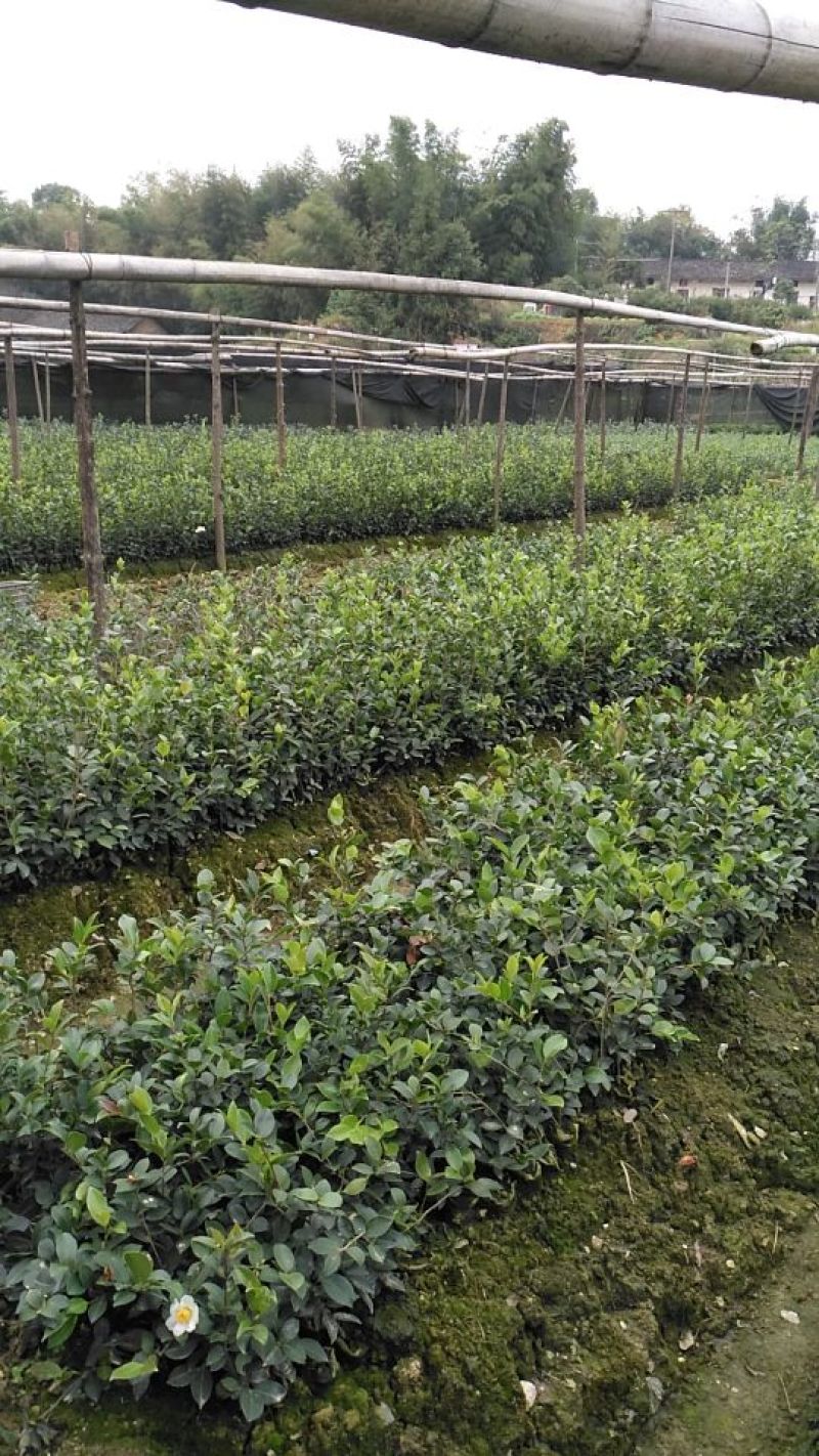 油茶苗良种嫁接油茶苗专用种