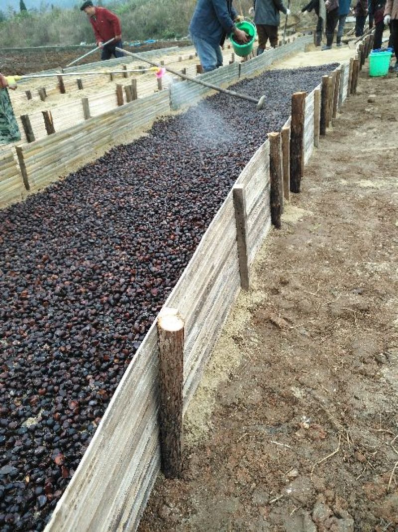 油茶苗良种嫁接油茶苗专用种