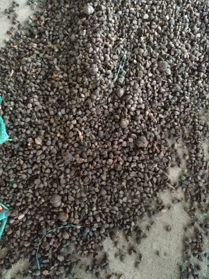 油茶苗良种嫁接油茶苗专用种