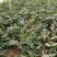 西瓜6斤打底8成熟1茬
