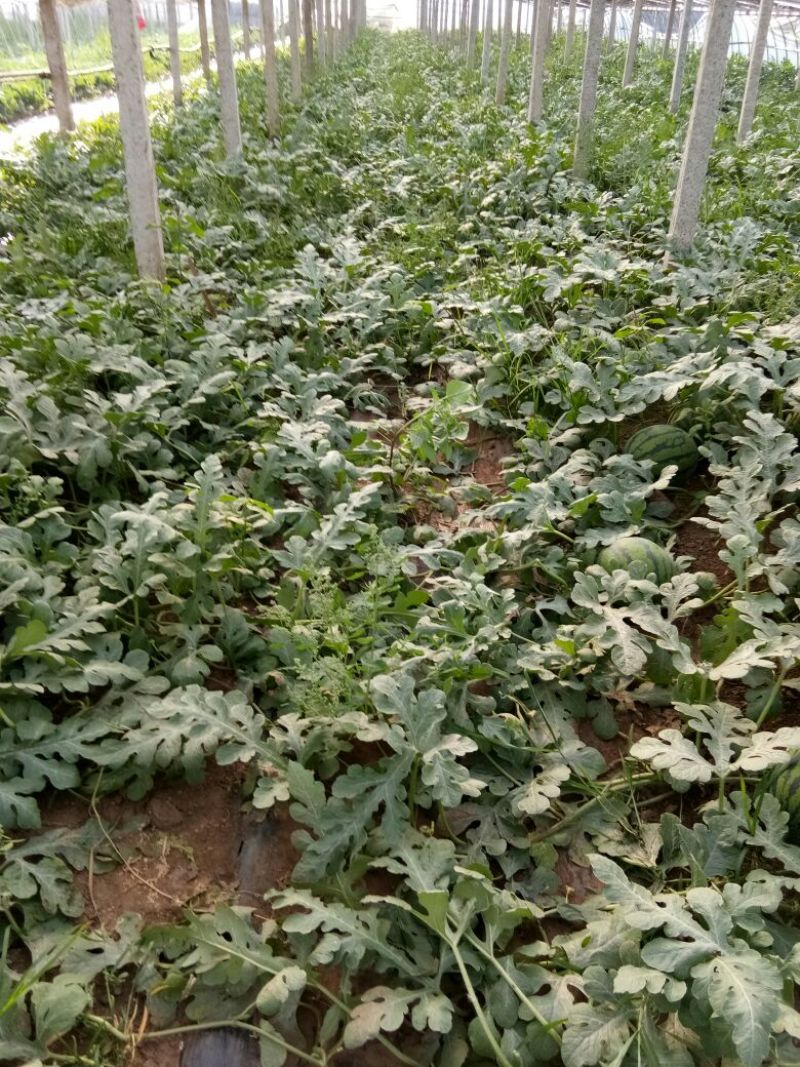 西瓜6斤打底8成熟1茬