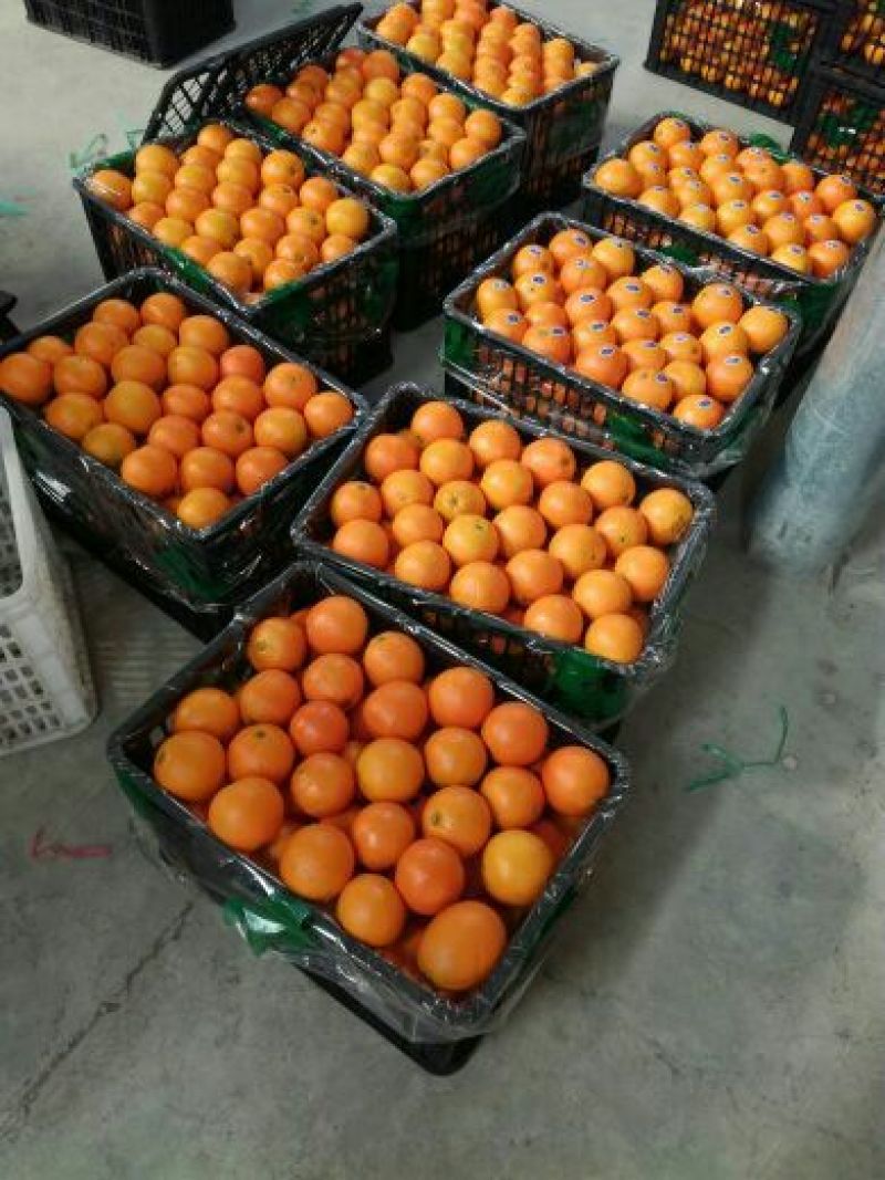 产地圆红脐橙自产自销，65~70mm随时可以视频看货