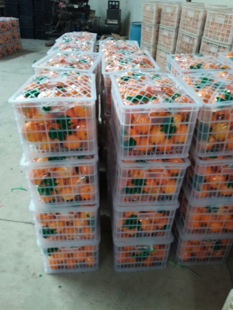 产地圆红脐橙自产自销，65~70mm随时可以视频看货