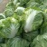 大量供应大白菜4~6斤净菜