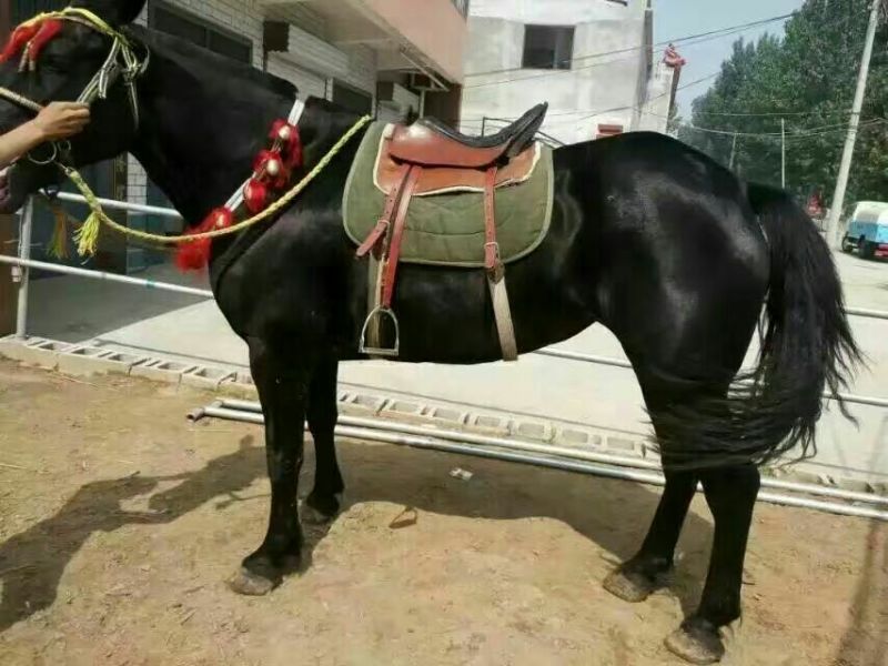 矮马精品设特栏，德宝，欢