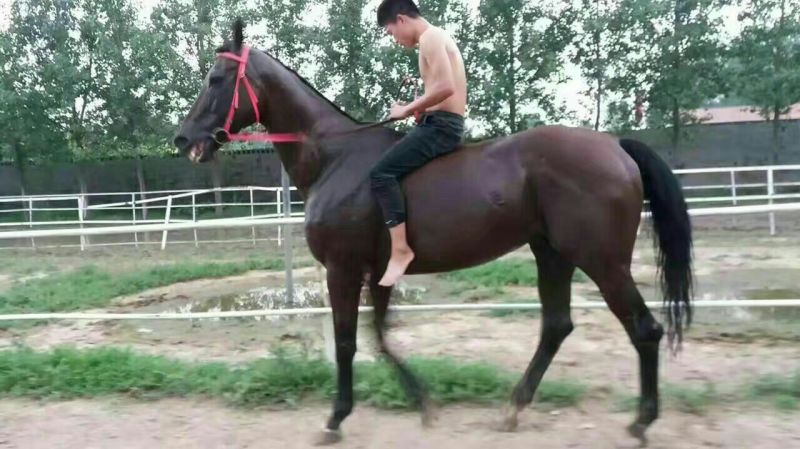 矮马精品设特栏，德宝，欢