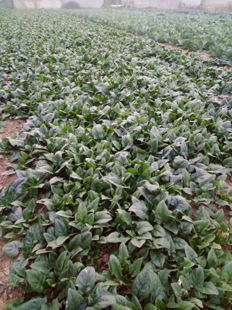 黑叶菠菜25~30厘米