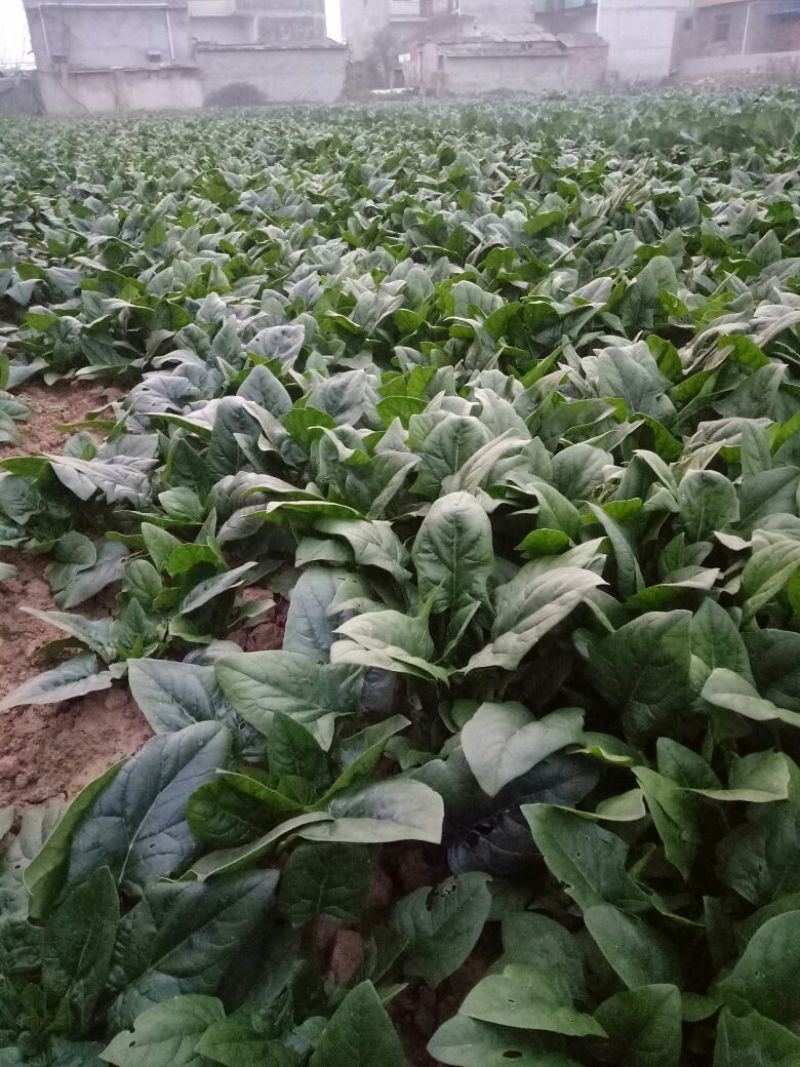 黑叶菠菜25~30厘米