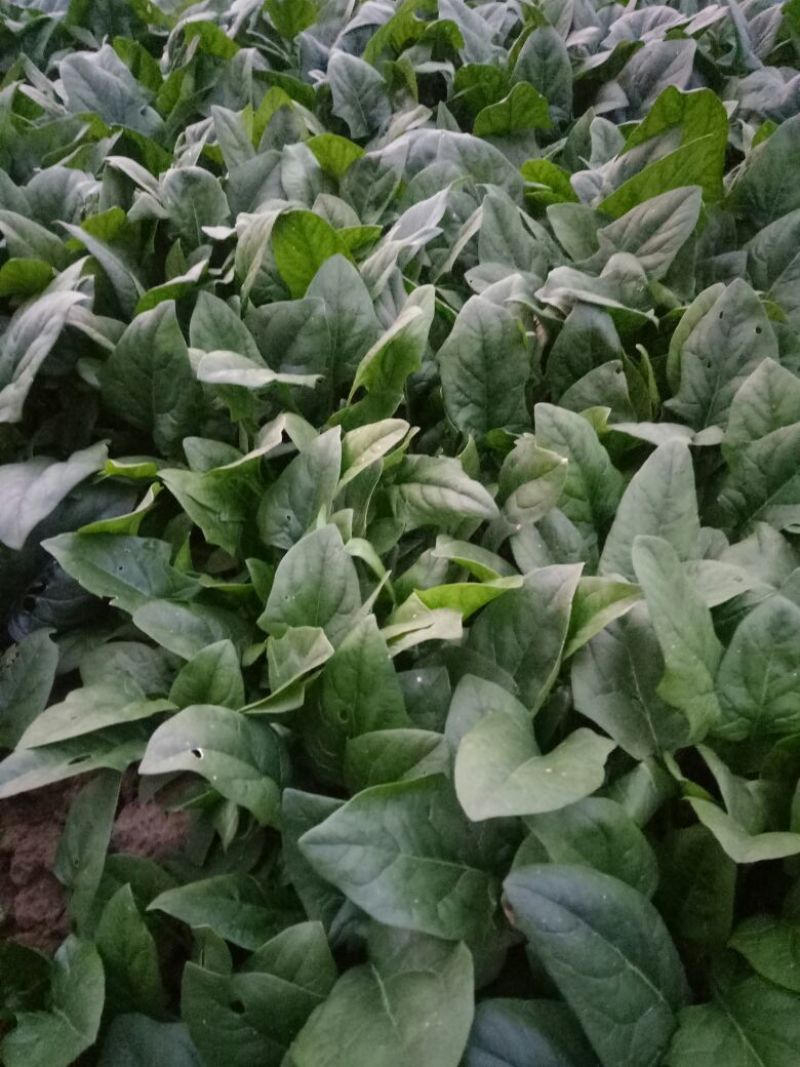 黑叶菠菜25~30厘米