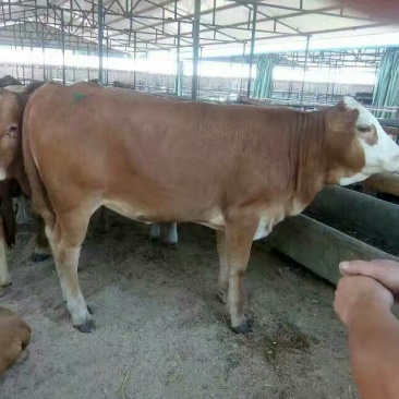 肉牛200~300斤