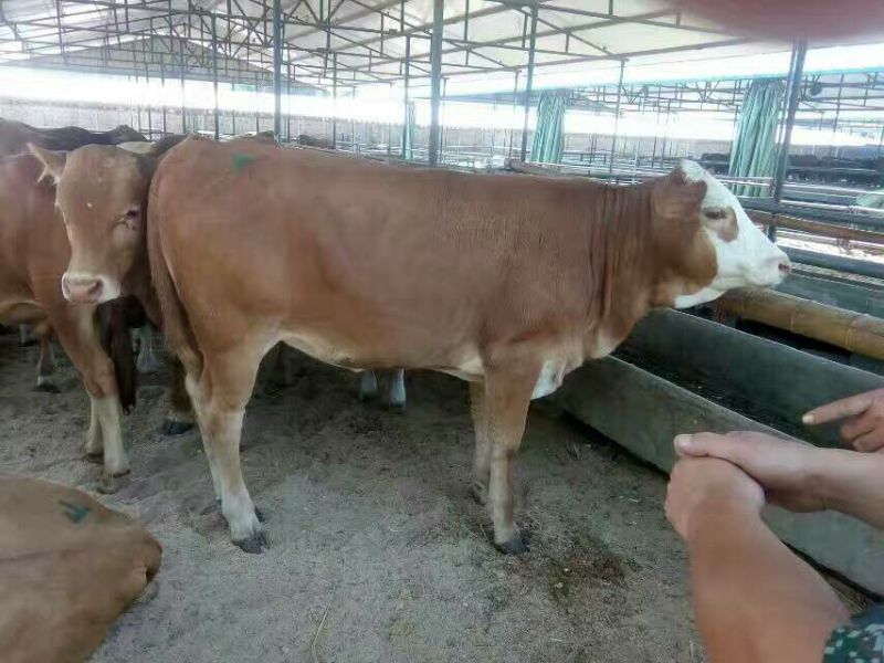 肉牛200~300斤