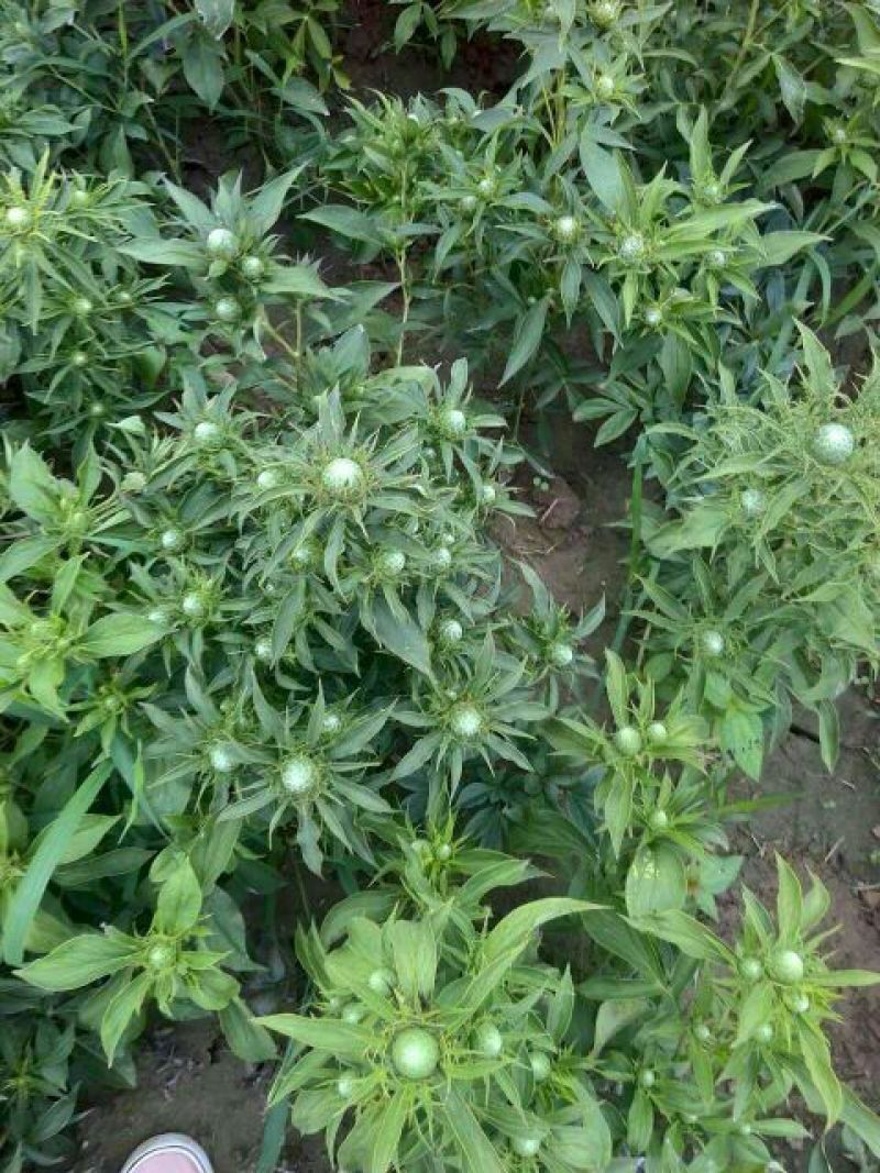 白术芽子，改良白术芽子，白术芽，优质白术芽