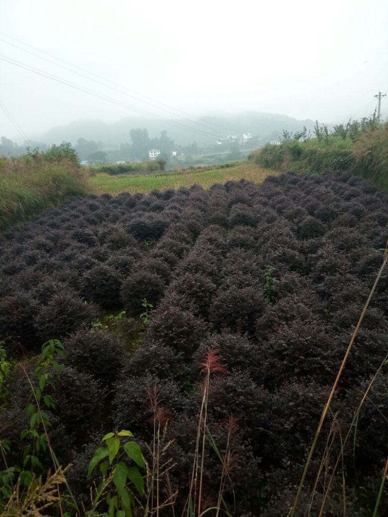 红花继木球40~50cm