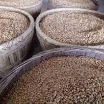 郑麦9023小麦12.5%以上