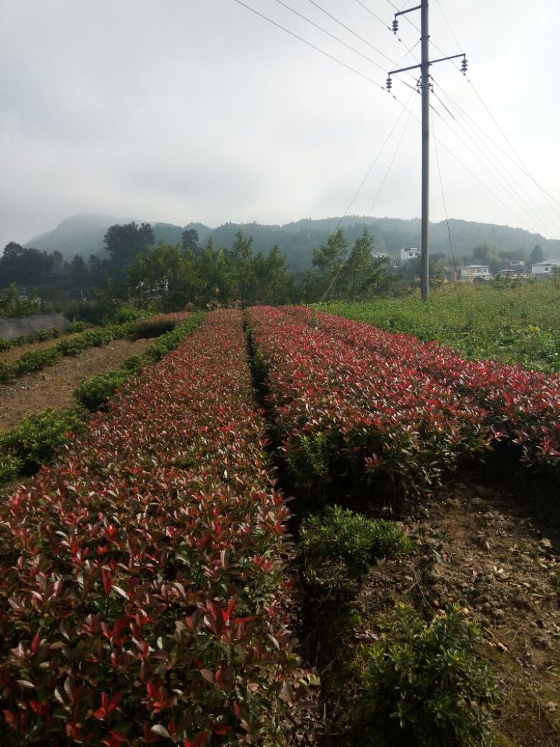 红叶石楠苗40~50cm