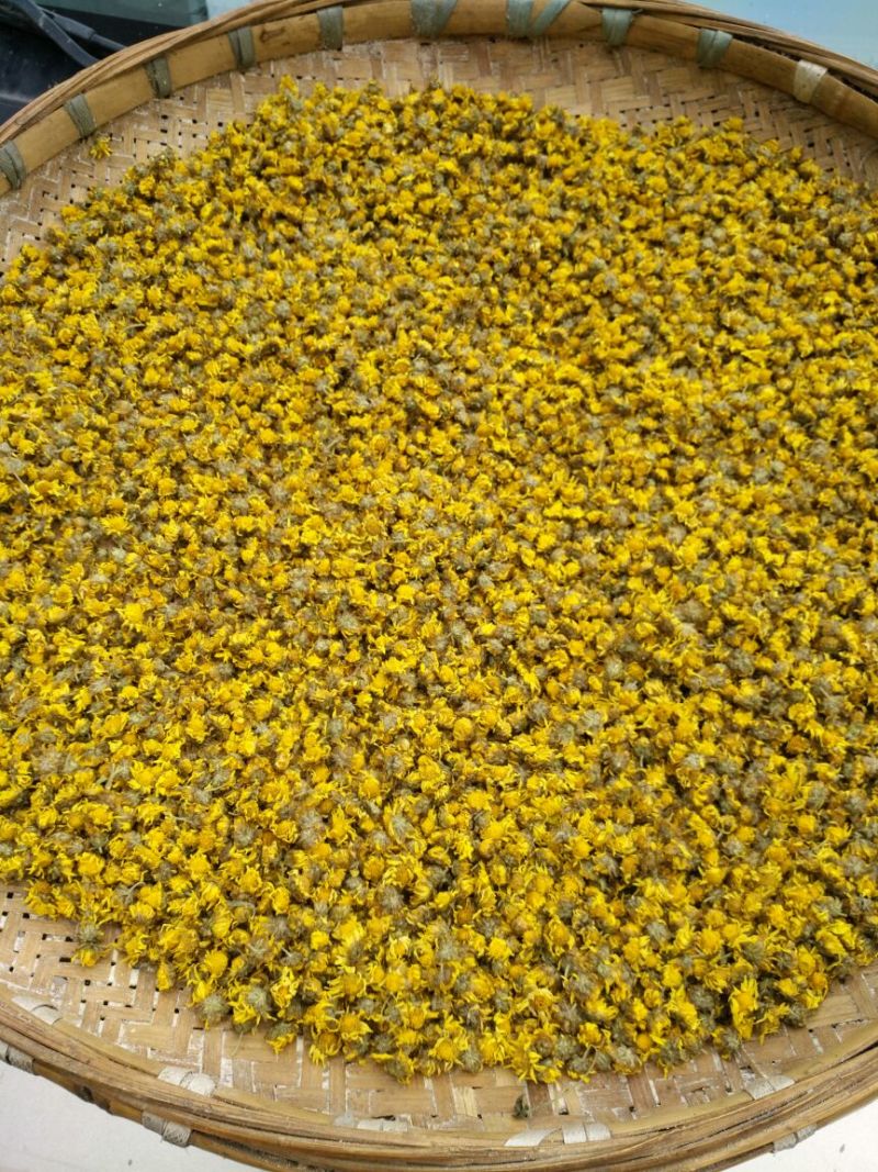野菊花贵州野菊花