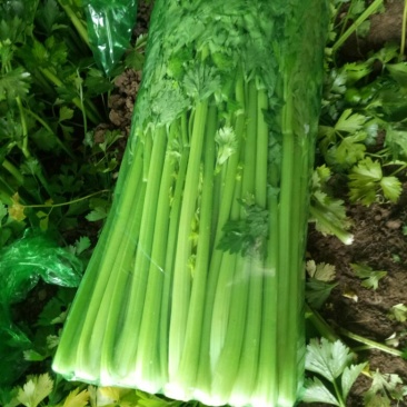 商河优质精品芹菜，大棚种植产地直供，可全国发货