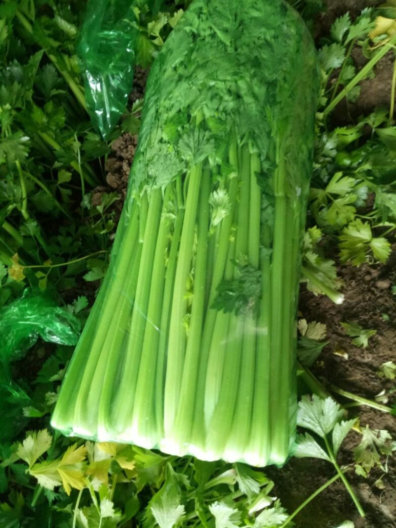 商河优质精品芹菜，大棚种植产地直供，可全国发货