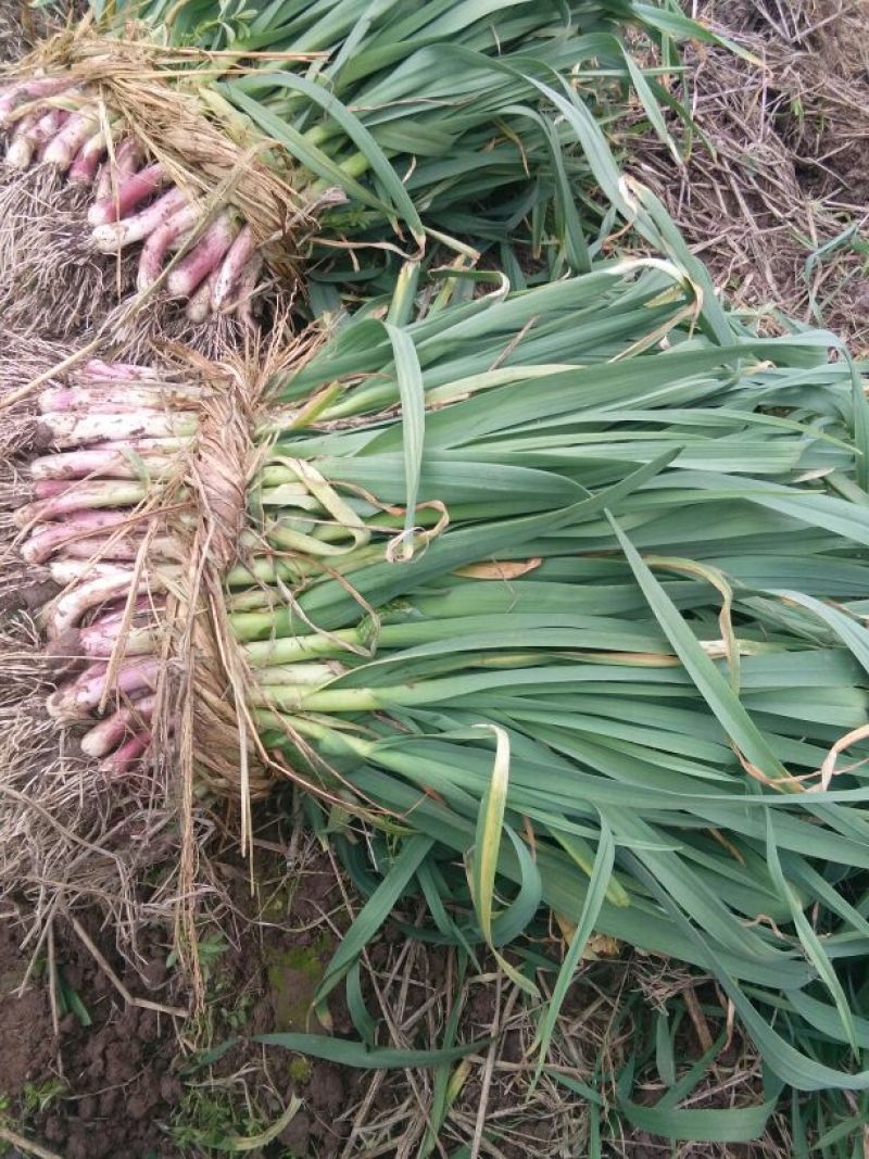 红根蒜苗40~45cm