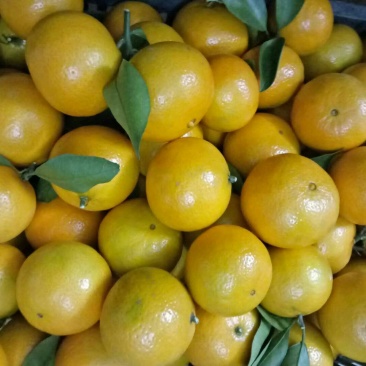 皇帝柑5~5.5cm