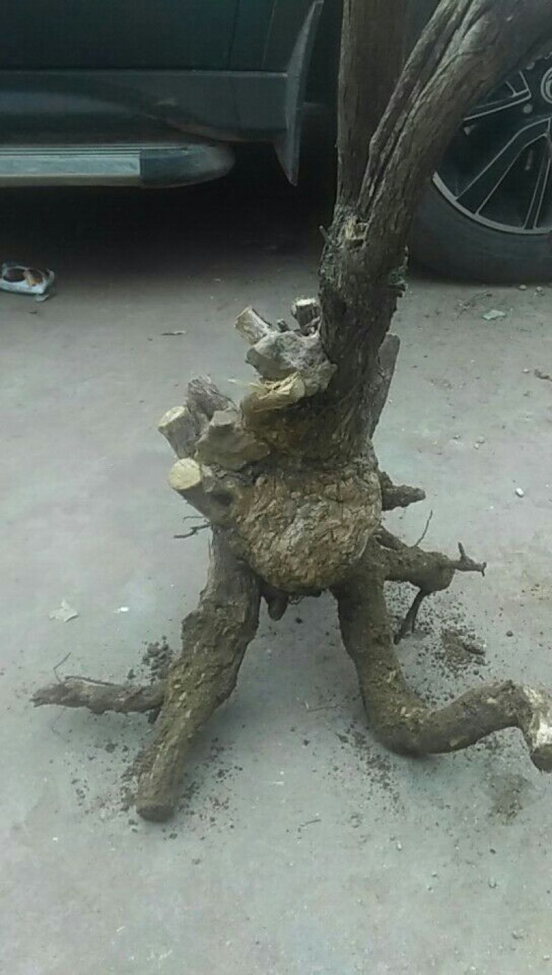 黄荊疙瘩盆景