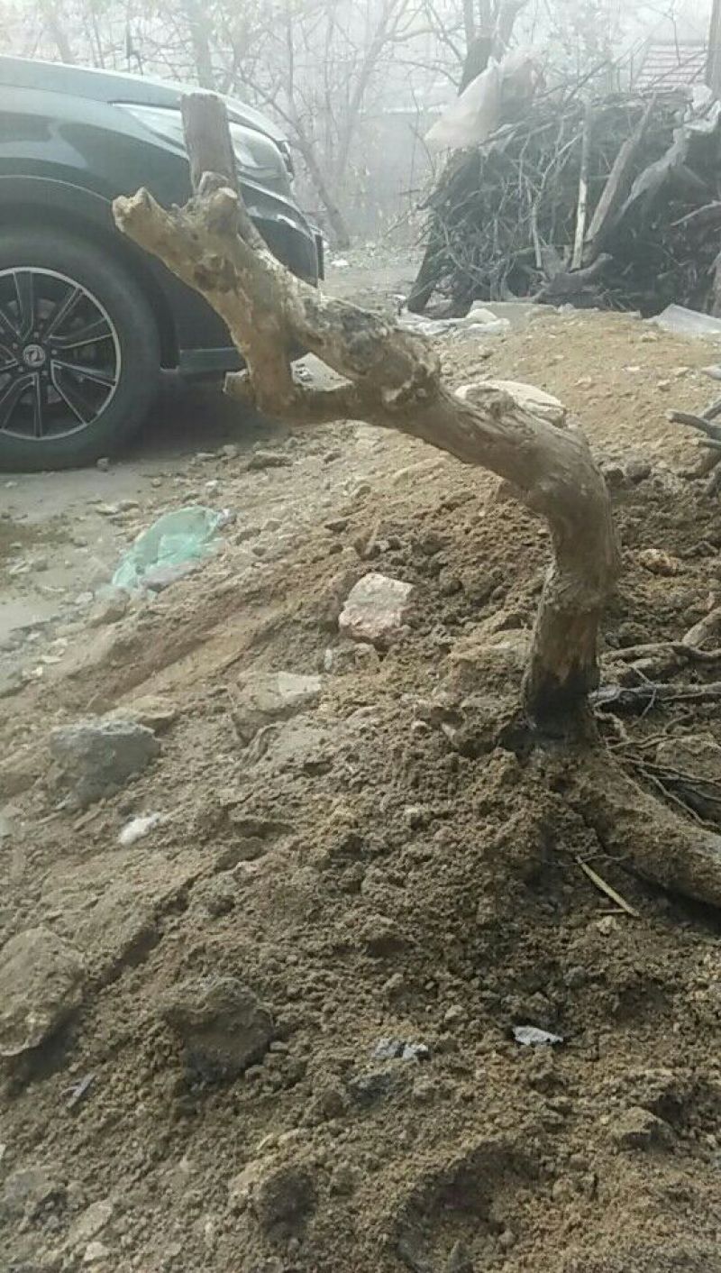 黄荊疙瘩盆景