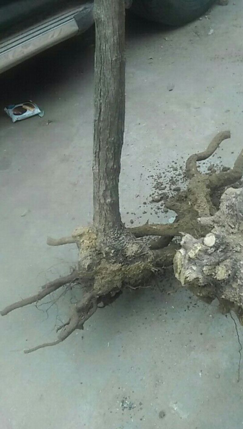 黄荊疙瘩盆景