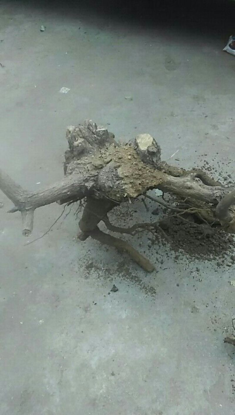 黄荊疙瘩盆景