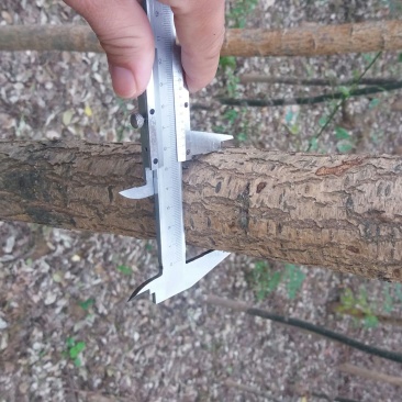 国槐6~8cm4~6cm1~2米