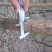 国槐6~8cm4~6cm1~2米