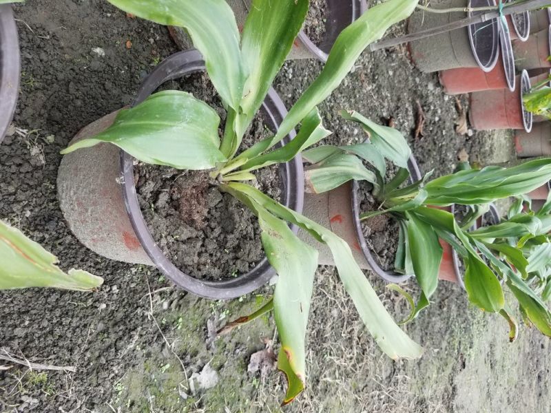 万年青干花中华万年青