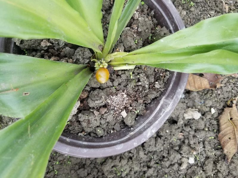 万年青干花中华万年青