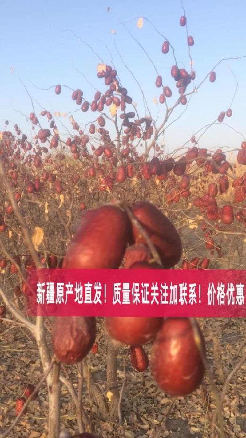 骏枣新疆大枣！产地直发
