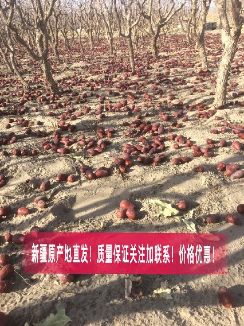 骏枣新疆大枣！产地直发
