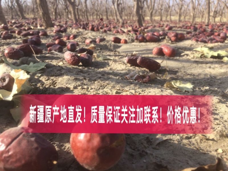 骏枣新疆大枣！产地直发