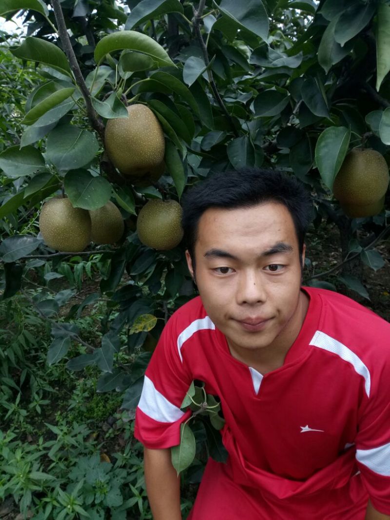 秋月梨树苗批发基地直销新品种梨树苗晚熟精品梨苗