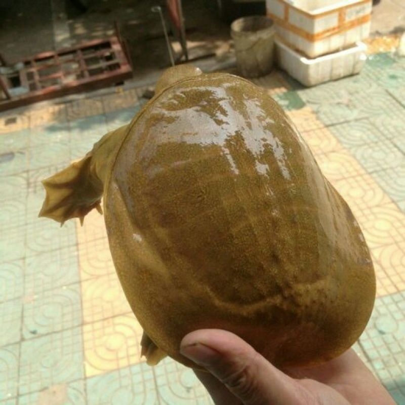 生态甲鱼2.5~3斤