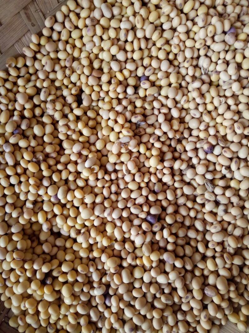 2024新黄豆中等，做豆腐，豆花，豆干的优质原材料。