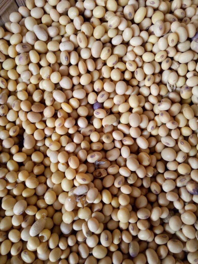 2024新黄豆中等，做豆腐，豆花，豆干的优质原材料。
