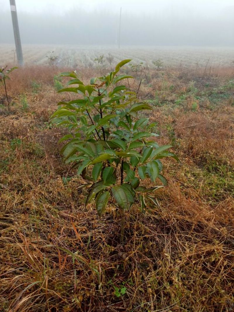 吴茱萸苗50~80cm