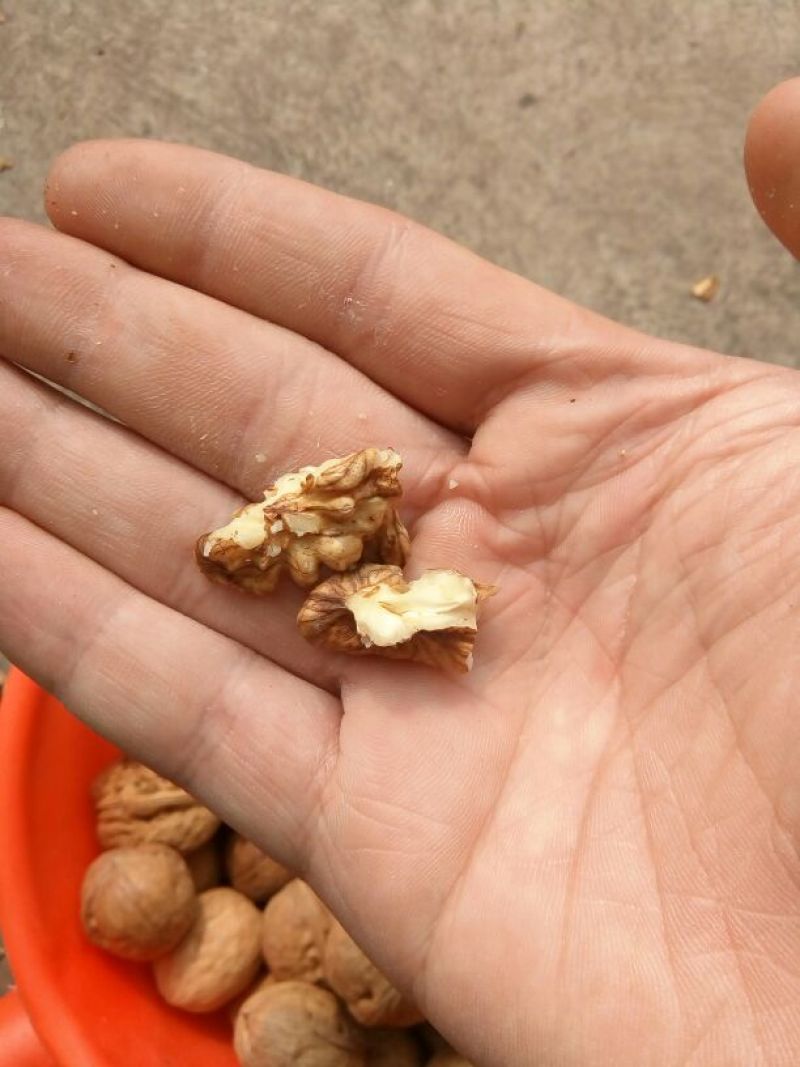 核桃去皮25~35mm干