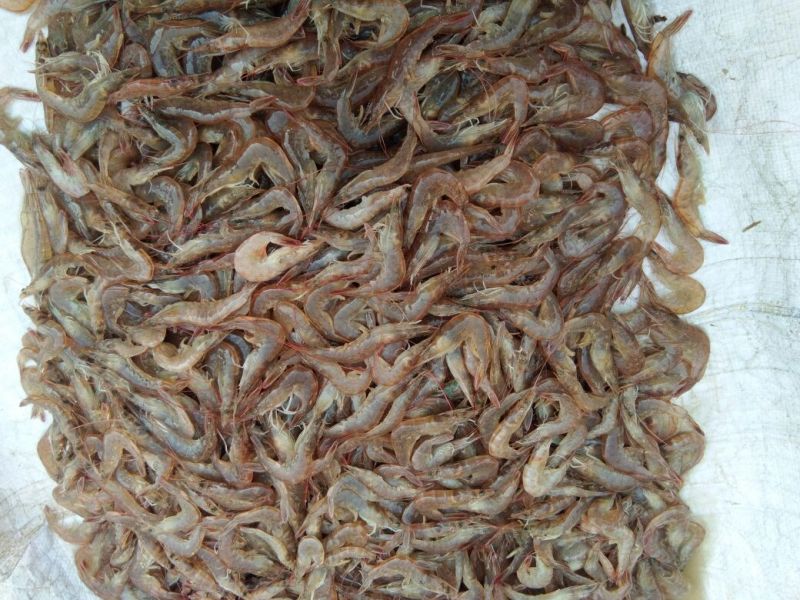 白米虾
