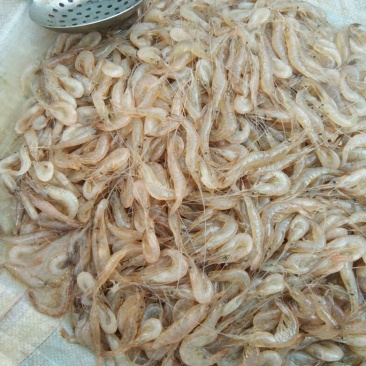 白米虾