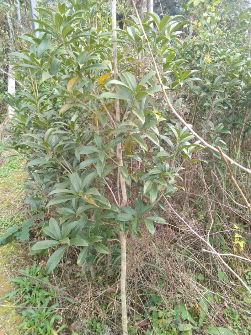 八月桂1~2米2~4cm1.5~2米