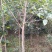 八月桂1~2米2~4cm1.5~2米