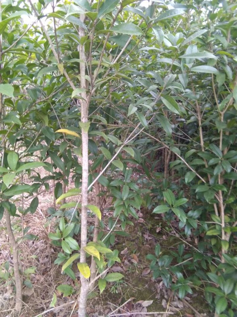 八月桂1~2米2~4cm1.5~2米