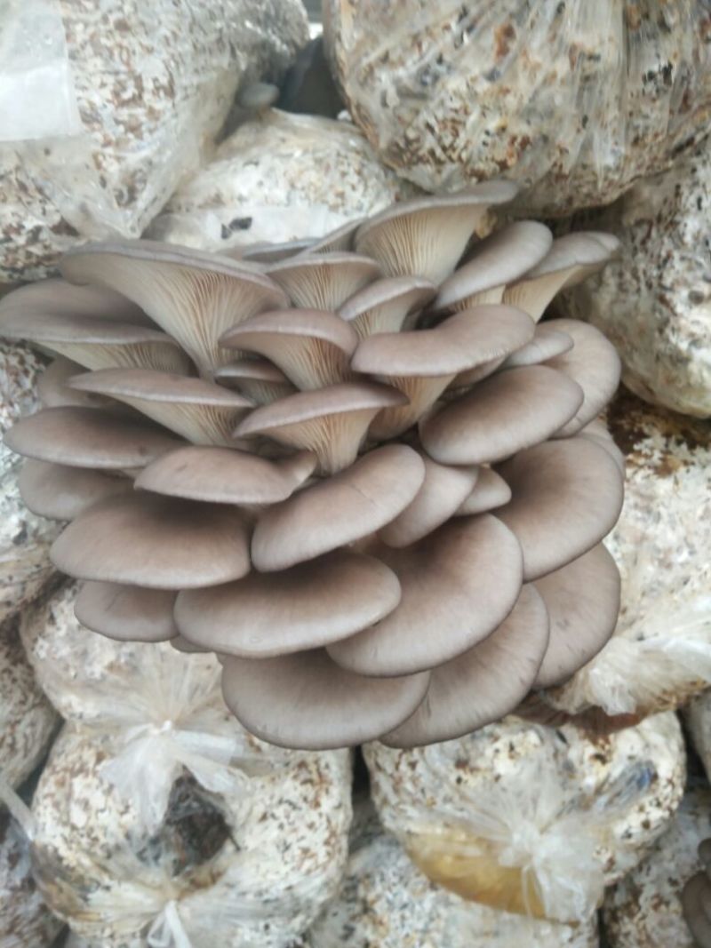 鲜平菇厚3~5cm黑色