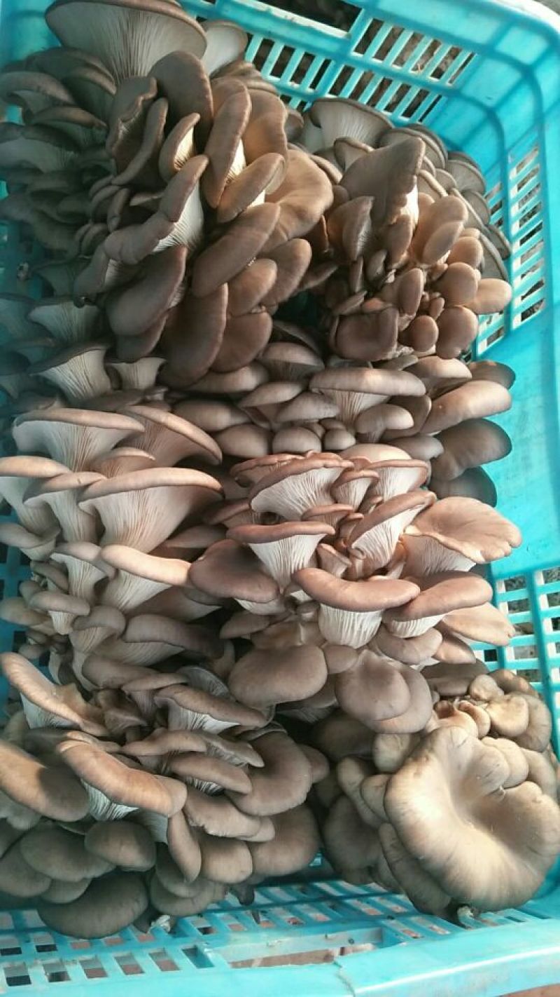 鲜平菇厚3~5cm黑色